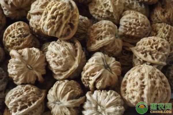 造成核桃不结果或落果的原因及预防措施