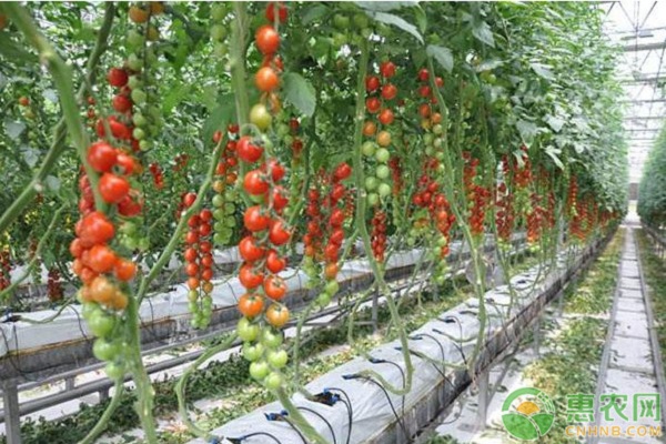 菏澤市溫室番茄與豇豆高效栽培模式試驗(yàn)