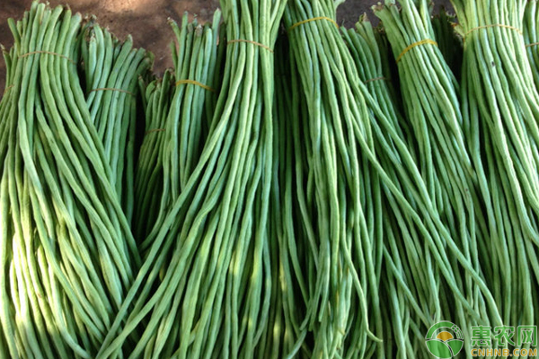 豇豆種植想實現(xiàn)高產(chǎn)？這幾點你做到?jīng)]有？