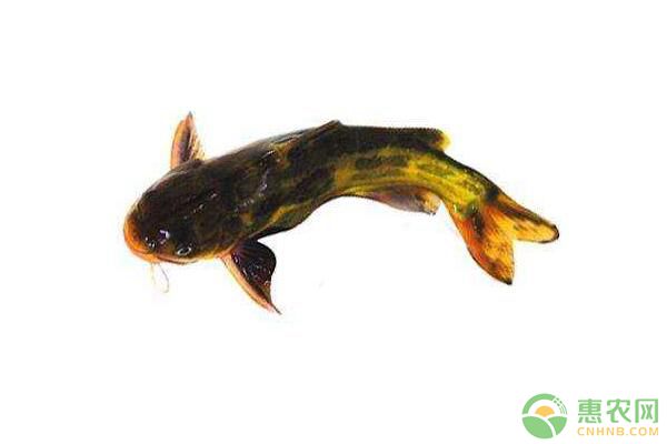 淡水型黃顙魚池塘健康養(yǎng)殖關(guān)鍵技術(shù)
