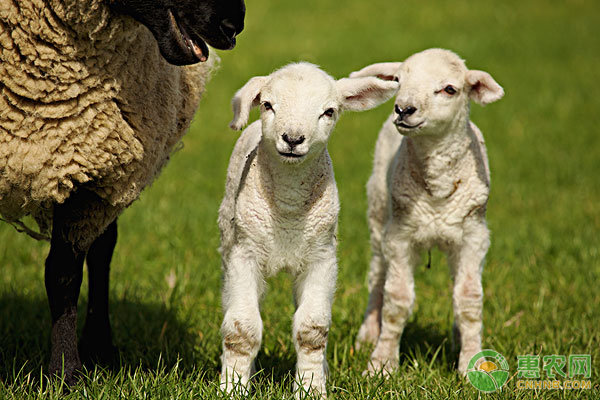 羊?yàn)槭裁床婚L(zhǎng)肉？你需要做好這四點(diǎn)