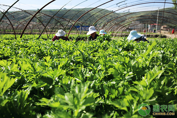 芹菜想要高产？育苗和定植管理很重要-图片版权归惠农网所有