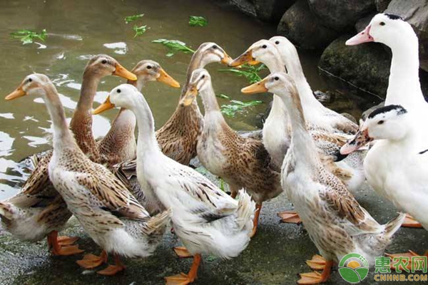如何在節(jié)約成本的同時養(yǎng)好鴨子