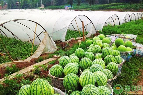 高品质西瓜的种植方法要点