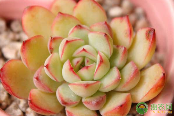 寒冬時(shí)節(jié)，多肉植物安全過(guò)冬的防寒保暖措施