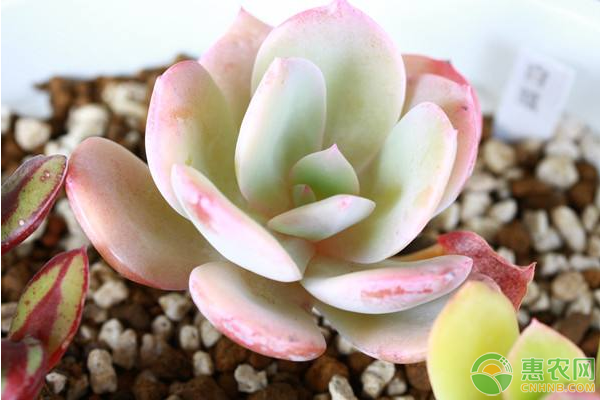 寒冬時(shí)節(jié)，多肉植物安全過(guò)冬的防寒保暖措施