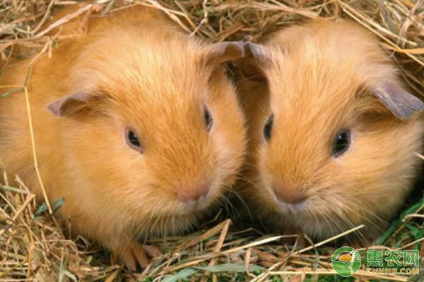 繁殖期母竹鼠和仔鼠飼養(yǎng)管理及疾病治療措施