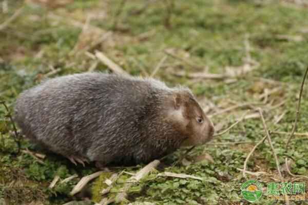繁殖期母竹鼠和仔鼠飼養(yǎng)管理及疾病治療措施