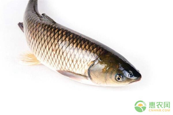 草魚細(xì)菌性爛鰓病流行情況及防治方法