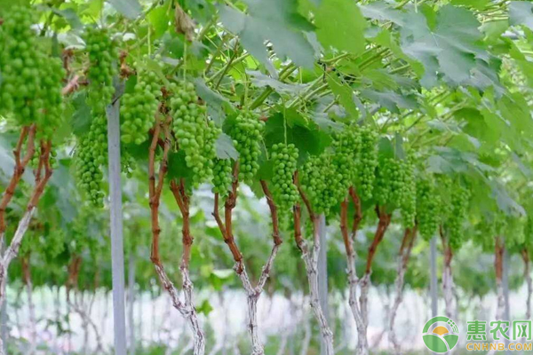 青提高效栽培管理技術要點