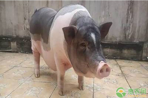 肥豬的飼養(yǎng)