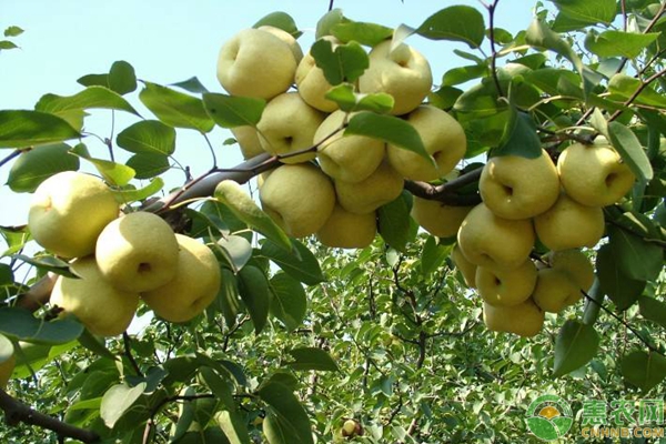 梨木虱的危害及無公害防治技術(shù)