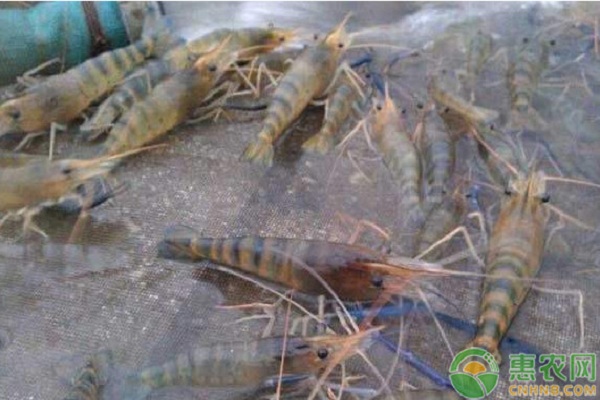 水產(chǎn)養(yǎng)殖常見病害現(xiàn)象及其防治