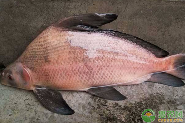 胭脂魚(yú)親魚(yú)的越冬管理技術(shù)要點(diǎn)