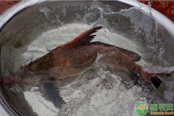 胭脂魚(yú)親魚(yú)的越冬管理技術(shù)要點(diǎn)