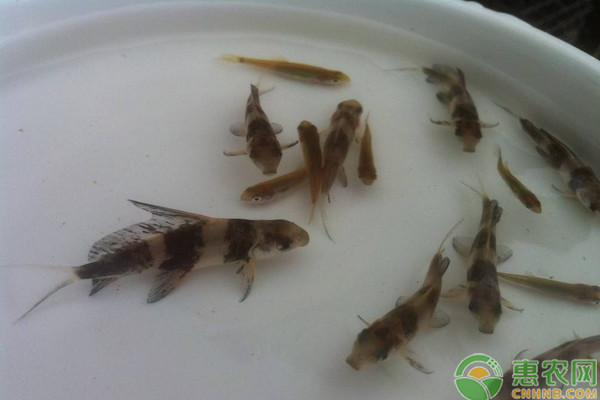 胭脂魚(yú)親魚(yú)的越冬管理技術(shù)要點(diǎn)
