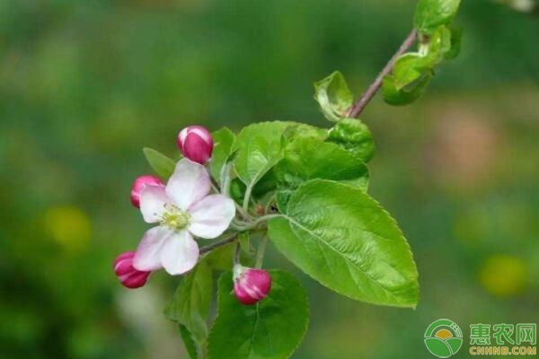 设施果树栽培的大棚规格及栽植密度等重要参数建议-图片版权归惠农网所有