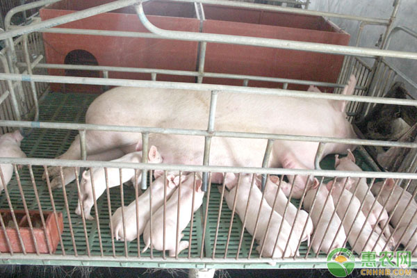 育肥豬厭食預(yù)防措施