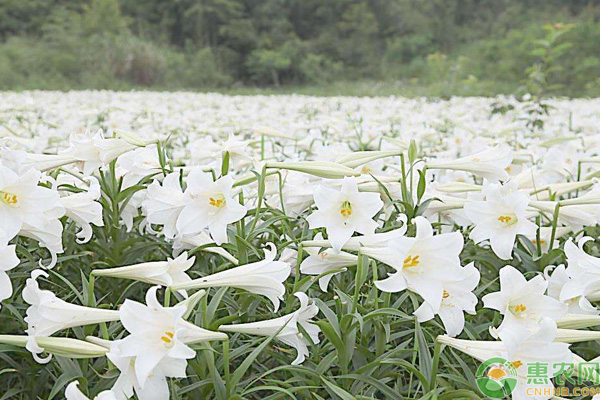 香水百合的養(yǎng)殖方法及注意事項(xiàng)