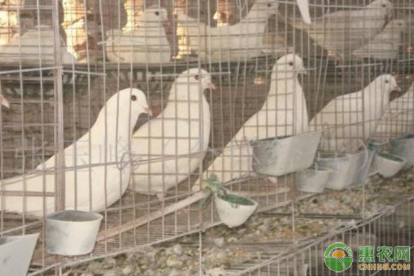 夏秋季節(jié)鴿痘臨床癥狀及防治措施