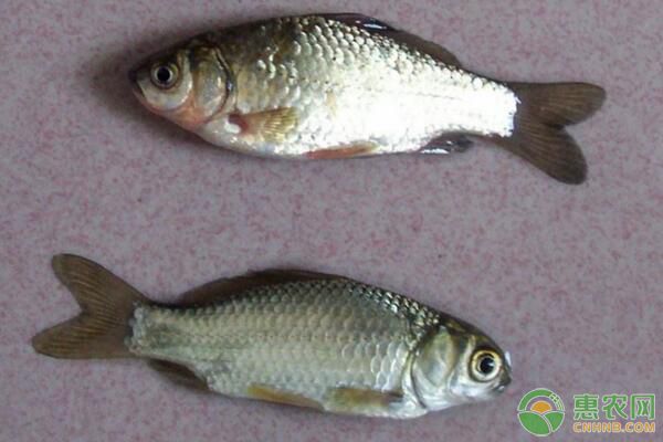 圓口銅魚人工馴養(yǎng)繁殖需要注意的問題有哪些？
