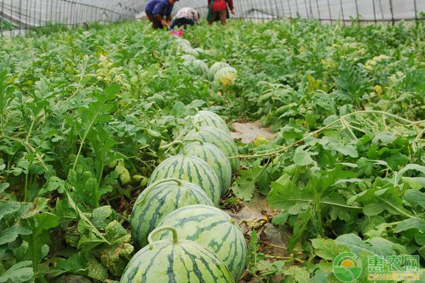 塑料大棚西瓜的