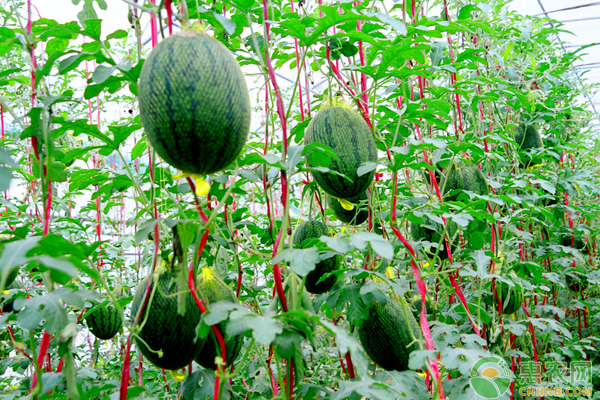 塑料大棚西瓜的種植技術