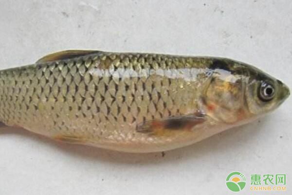 圓口銅魚人工馴養(yǎng)繁殖需要注意的問題有哪些？