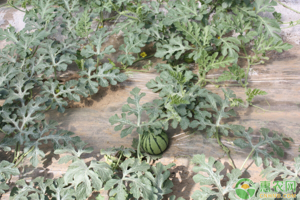 塑料大棚西瓜的管理方法