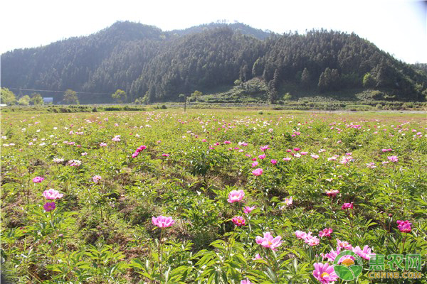 芍藥繁殖技術(shù)及栽培管理方法