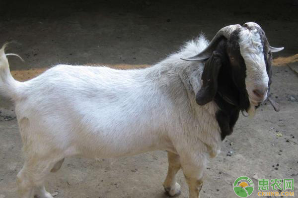 沿河縣山羊舍飼飼養(yǎng)管理技術(shù)要點(diǎn)