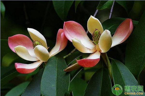 淘米水澆花有哪些好處？淘米水澆花的正確方法