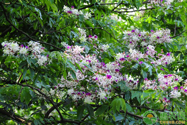 淘米水澆花有哪些好處？淘米水澆花的正確方法