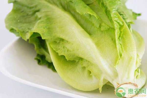 家庭陽臺(tái)生菜種植方法步驟