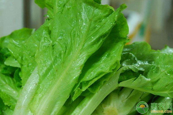家庭陽臺(tái)生菜種植方法步驟
