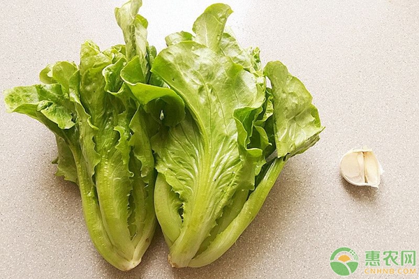 家庭陽臺(tái)生菜種植方法步驟
