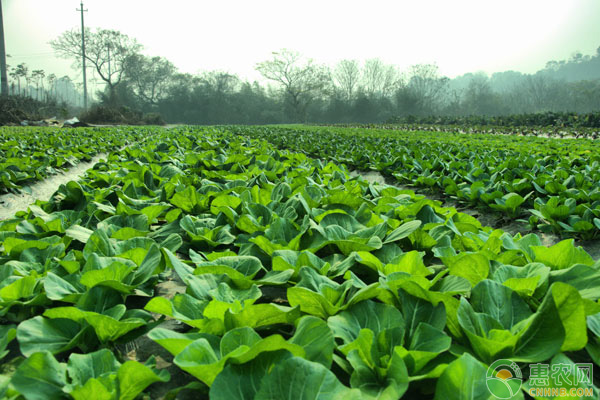 蔬菜大棚溫度調(diào)控措施