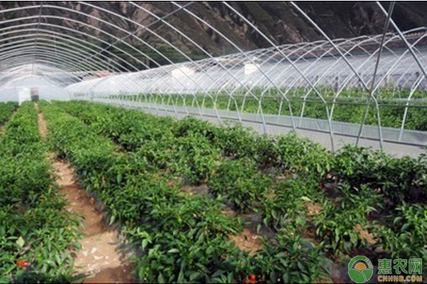 蔬菜大棚增溫措施