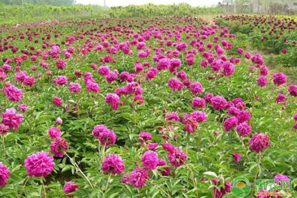 牡丹花冬季室內(nèi)催花品種選擇及催花技術(shù)