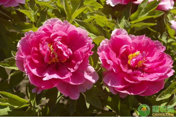 牡丹花冬季室內(nèi)催花品種選擇及催花技術(shù)