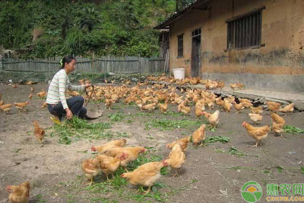 冬季中藥養(yǎng)雞