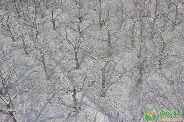 果樹遭受晚霜凍害的癥狀以及預(yù)防措施
