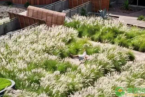 兔尾草日常管理