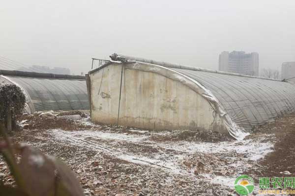 今日大雪，農(nóng)作物防凍藥有哪些？防凍措施如何進行？
