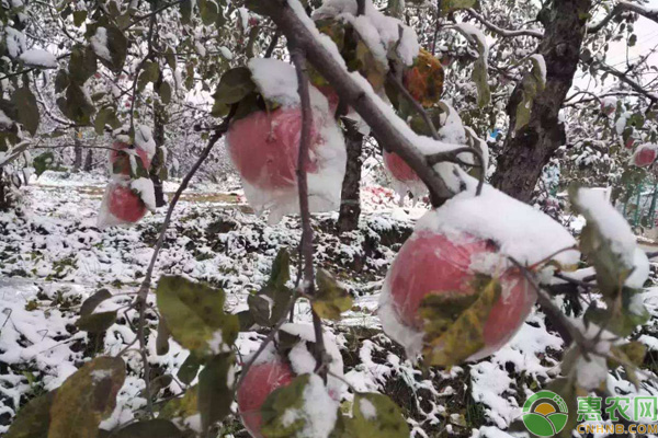 今日大雪，農(nóng)作物防凍藥有哪些？防凍措施如何進行？