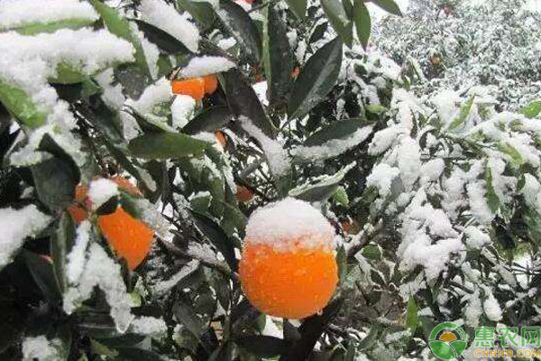 今日大雪，農(nóng)作物防凍藥有哪些？防凍措施如何進行？