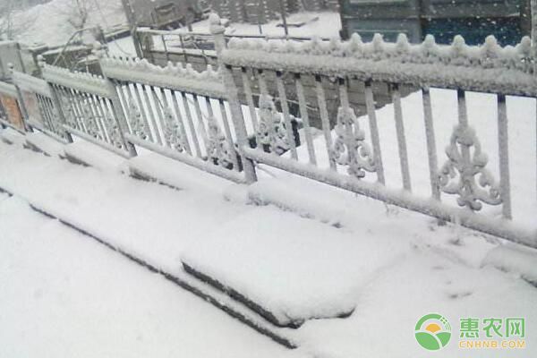 今日大雪，種植戶要提前做好農(nóng)作物“抗凍”準備！