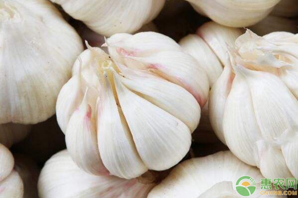 大棚種植大蒜技術(shù)管理要點(diǎn)