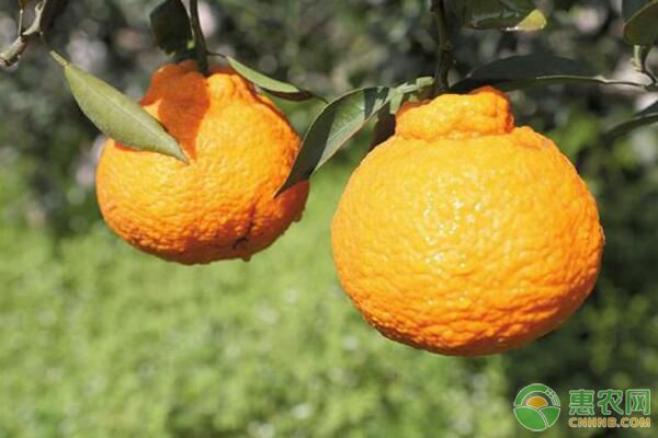 “不知火”柑橘種植，對環(huán)境條件的要求有哪些？
