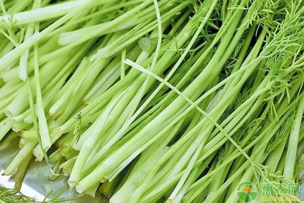 芹菜和棵菜套种品种选择及田间栽培管理